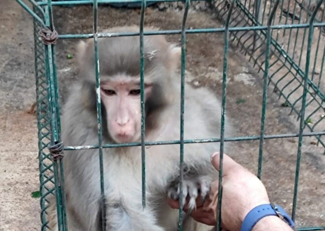 Rhesus maymunu bulunduran kişiye  8 bin 322 bin lira ceza